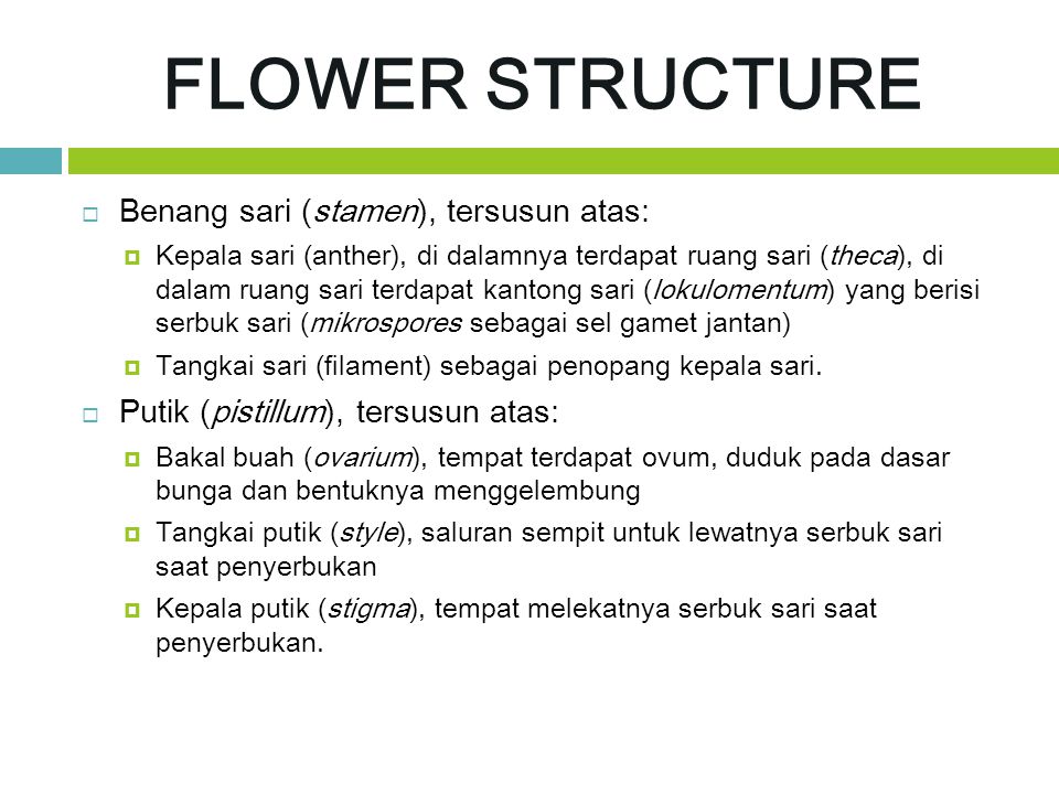 FLOWER STRUCTURE Benang sari (stamen), tersusun atas: