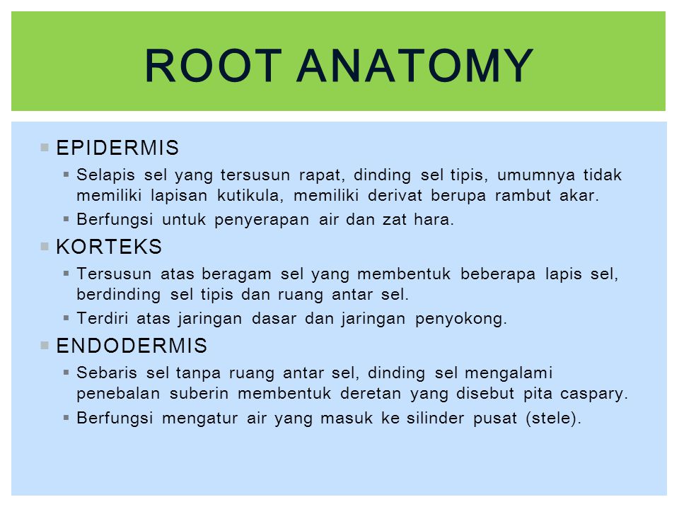 Root anatomy EPIDERMIS KORTEKS ENDODERMIS
