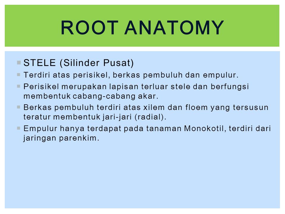 Root anatomy STELE (Silinder Pusat)