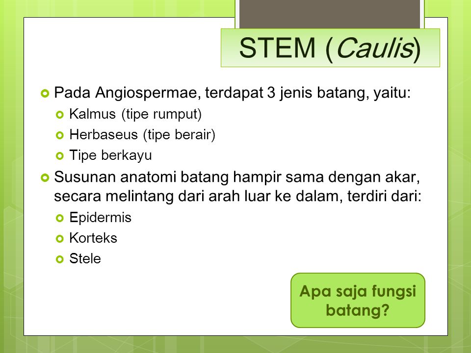 STEM (Caulis) Pada Angiospermae, terdapat 3 jenis batang, yaitu: