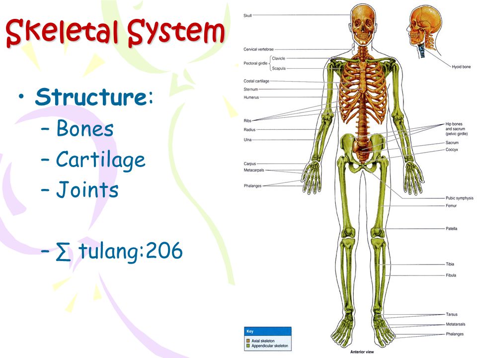 Bones system. Костная система и ее функции. Bone structure. Cartilaginous Skeleton. Support - the formation of a rigid Bone-Cartilage body of the body.