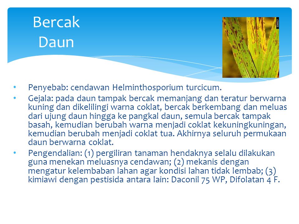 cendawan helminthosporium turcicum helminták betegségei ppt