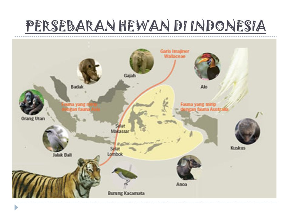 PERSEBARAN HEWAN DI INDONESIA