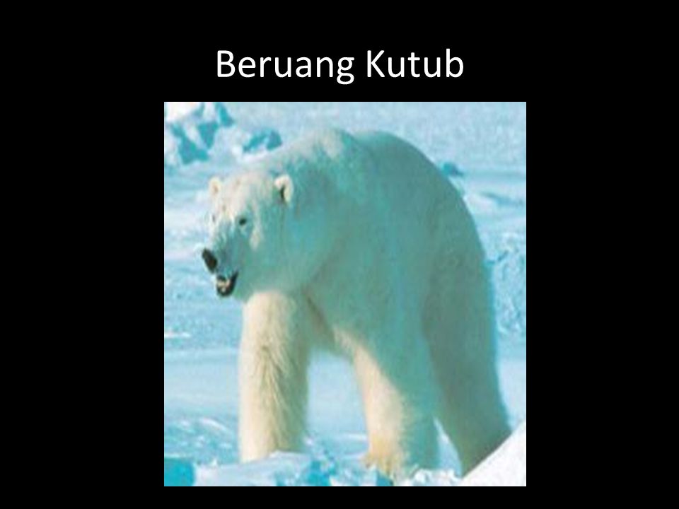 70 Koleksi Gambar Hewan Menjangan Kutub Terbaik