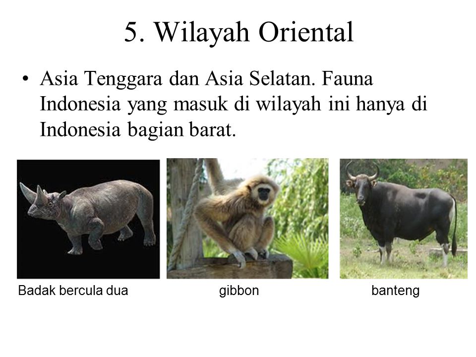 410+ Gambar Fauna Di Wilayah Oriental Terbaru