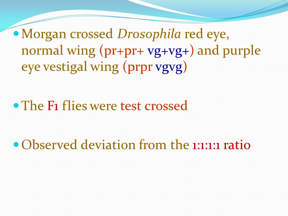Morgan crossed Drosophila red eye, normal wing (pr+pr+ vg+vg+) and purple eye vestigal wing (prpr vgvg)