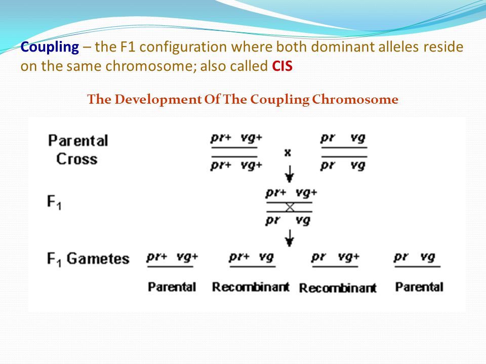 The Development Of The Coupling Chromosome