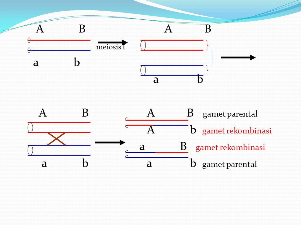 A B A B meiosis I a b a b A B A B gamet parental A b gamet rekombinasi