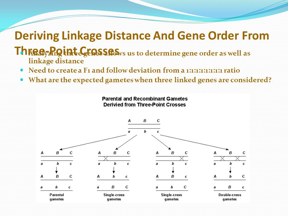 Deriving Linkage Distance And Gene Order From Three-Point Crosses