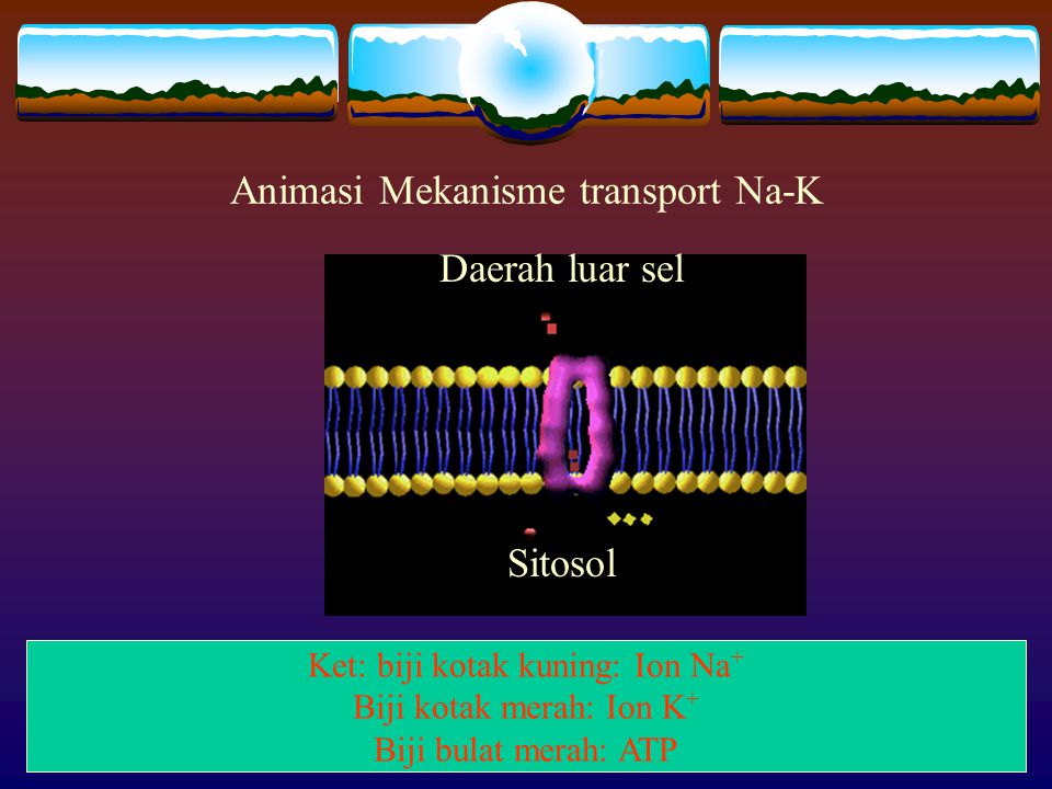 Animasi Mekanisme transport Na-K
