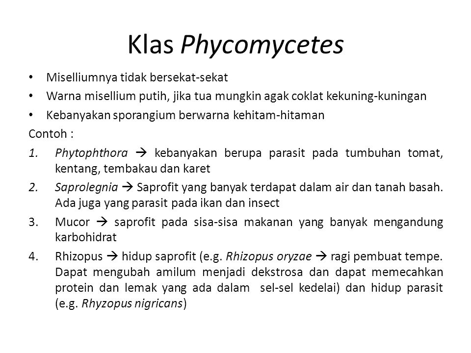 Klas Phycomycetes Miselliumnya tidak bersekat-sekat