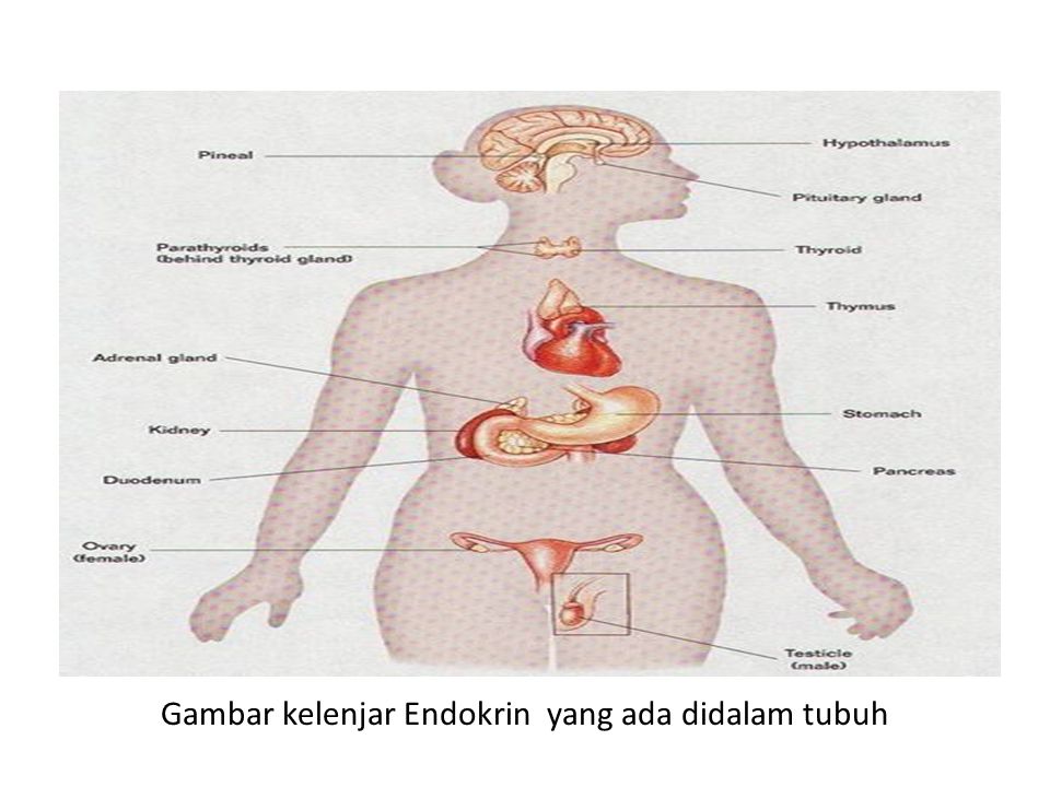 Kalenjar endokrin