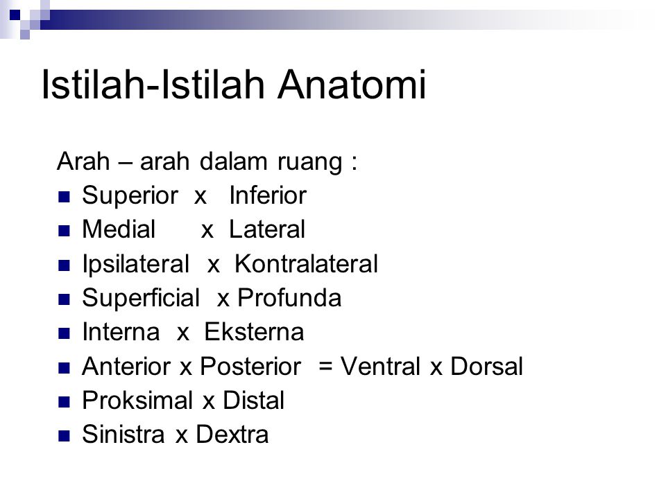 Istilah-Istilah Anatomi