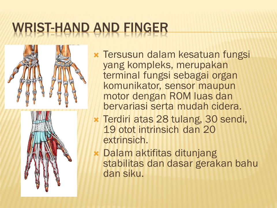 Wrist-Hand and Finger