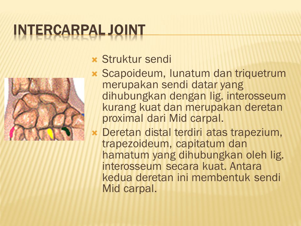 INTERCARPAL JOINT Struktur sendi