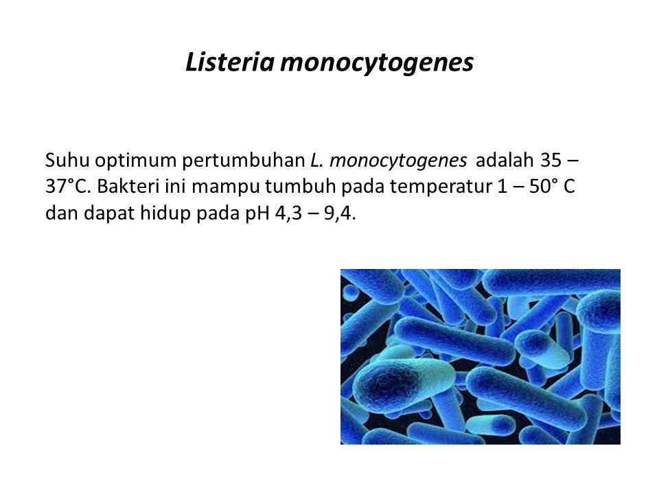 Катализаторы живых клеток. Листерия моноцитогенес морфология. Листерии каталаза. Листерии экзотоксины. Listeria monocytogenes аэроб.