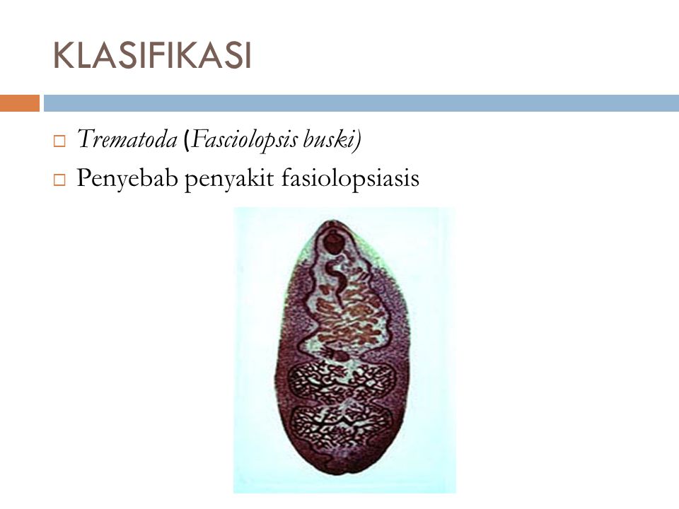 KLASIFIKASI Trematoda (Fasciolopsis buski)