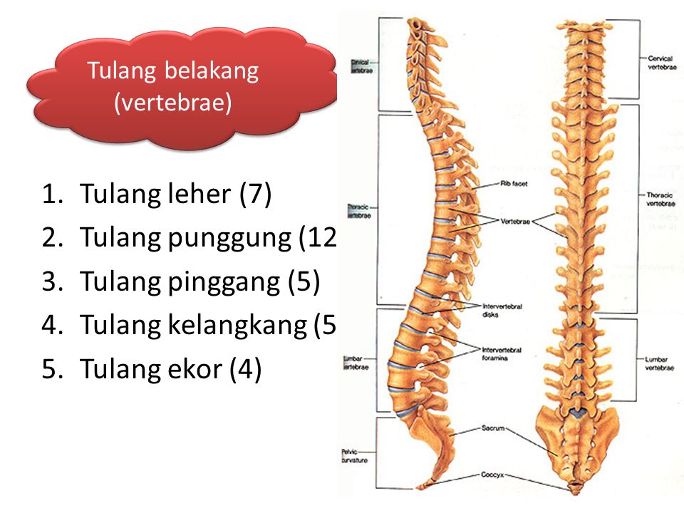 Tulang belakang (vertebrae)