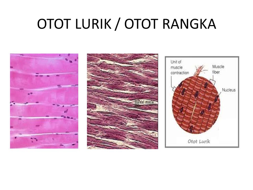 OTOT LURIK / OTOT RANGKA