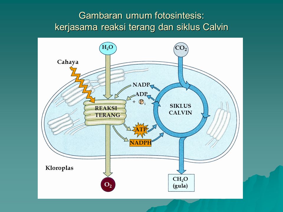 Biologi Bab Fotosintesis Fotosintesis Di Alam Jalur Fotosintesis