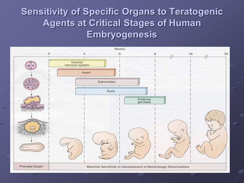 Sensitivity of Specific Organs to Teratogenic Agents at Critical Stages of Human Embryogenesis