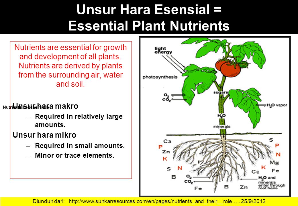 Plants nutrients. Essential Plant Nutrition. Essential Plants.
