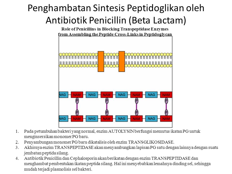 Пептидогликан бактерий. Строение пептидогликана бактерий. Воздействие пенициллина на пептидогликан. Функция пептидогликана у бактерий. Стенка бактерии пептидогликана.