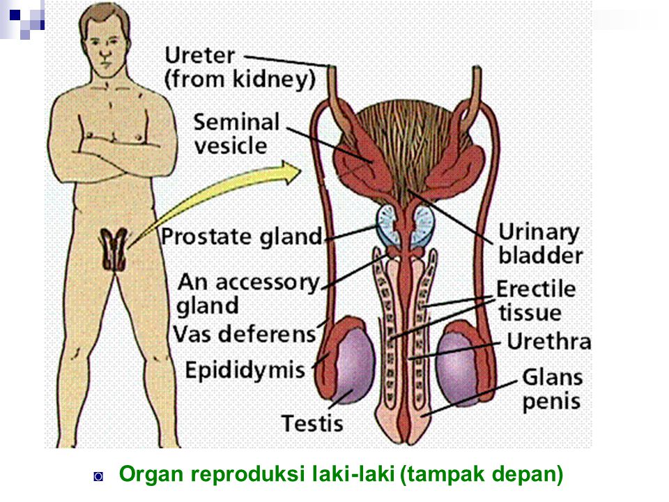 Organ reproduksi laki-laki (tampak depan)
