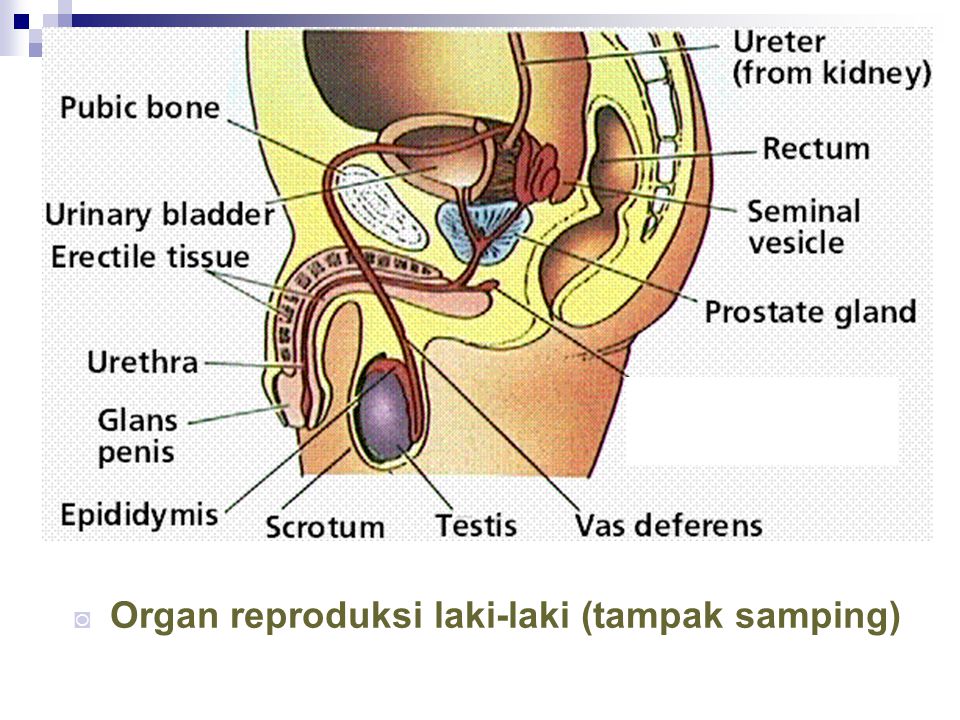 Organ reproduksi laki-laki (tampak samping)
