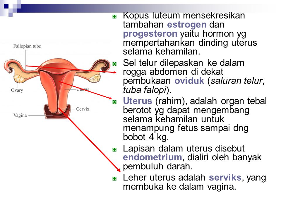 Kopus luteum mensekresikan tambahan estrogen dan progesteron yaitu hormon yg mempertahankan dinding uterus selama kehamilan.
