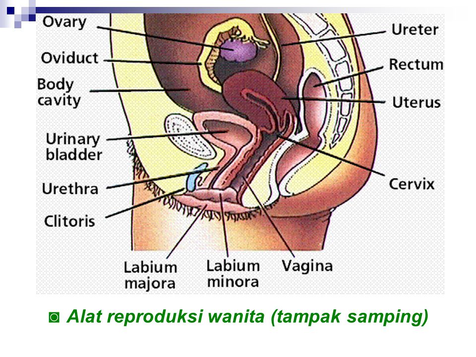 Alat reproduksi wanita (tampak samping)