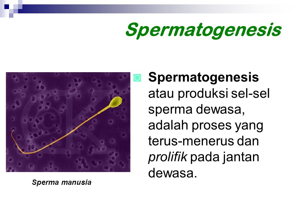 Spermatogenesis Spermatogenesis atau produksi sel-sel sperma dewasa, adalah proses yang terus-menerus dan prolifik pada jantan dewasa.