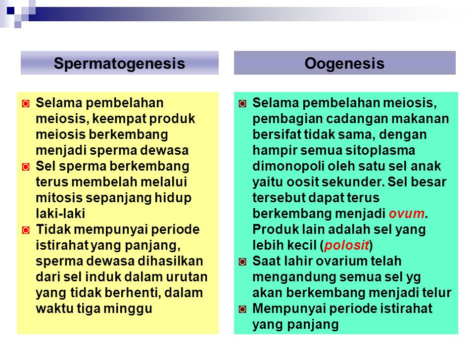 Spermatogenesis Oogenesis