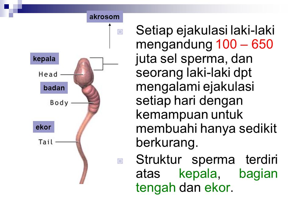 Struktur sperma terdiri atas kepala, bagian tengah dan ekor.
