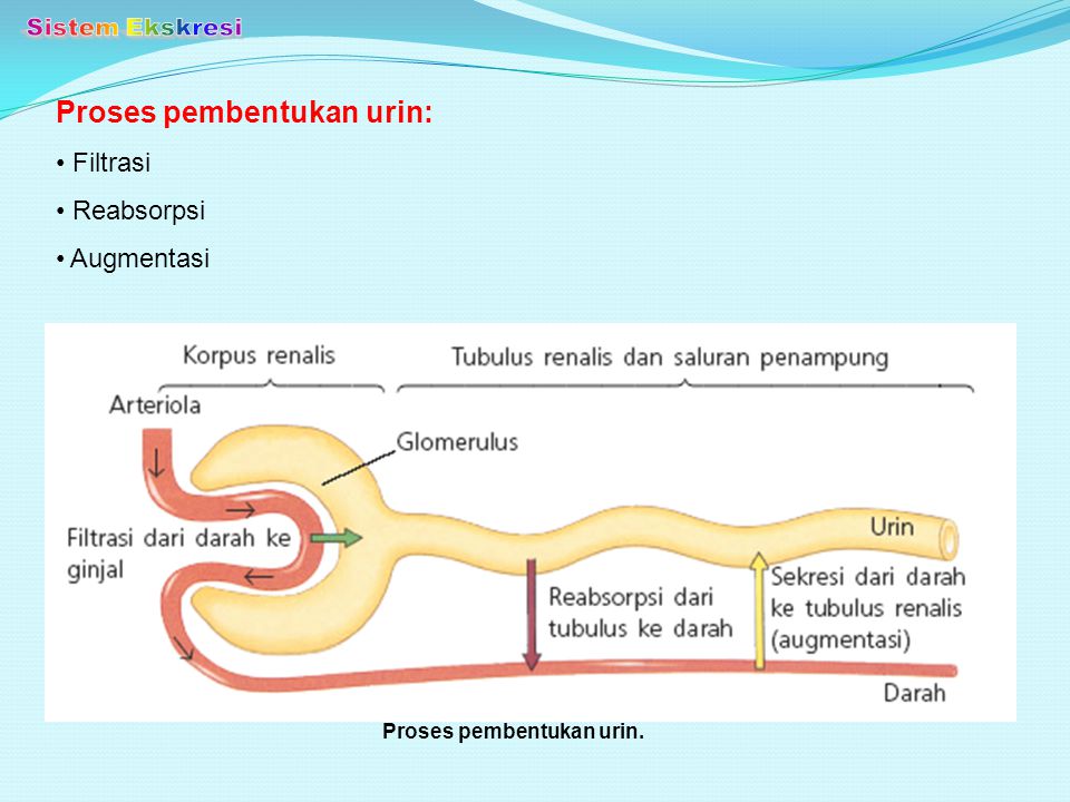 Proses pembentukan urin.