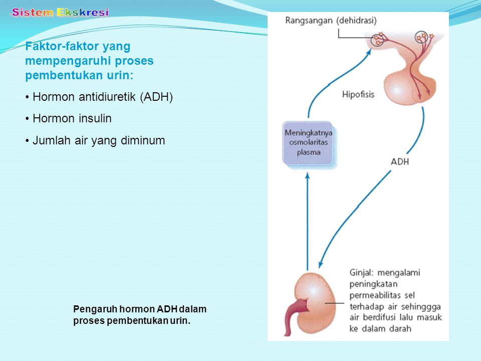 Sistem Ekskresi Faktor-faktor yang mempengaruhi proses pembentukan urin: Hormon antidiuretik (ADH)