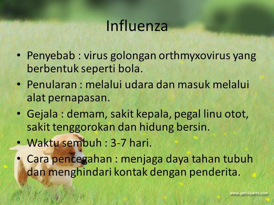 Influenza Penyebab : virus golongan orthmyxovirus yang berbentuk seperti bola. Penularan : melalui udara dan masuk melalui alat pernapasan.