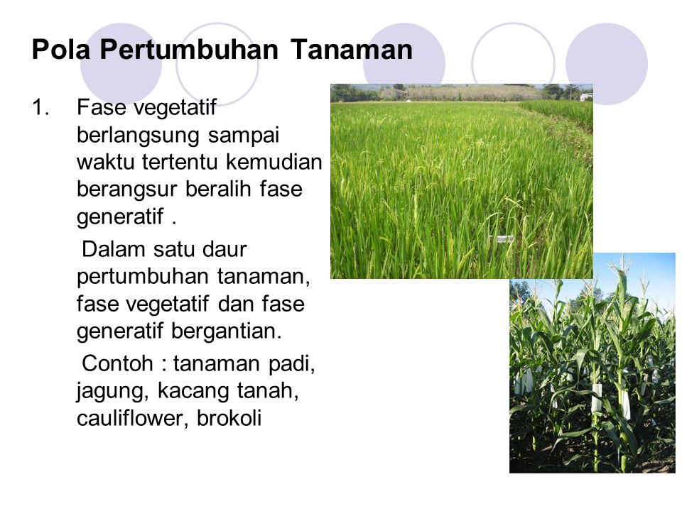 9 The Strategy Of Plant Management Ppt Download
