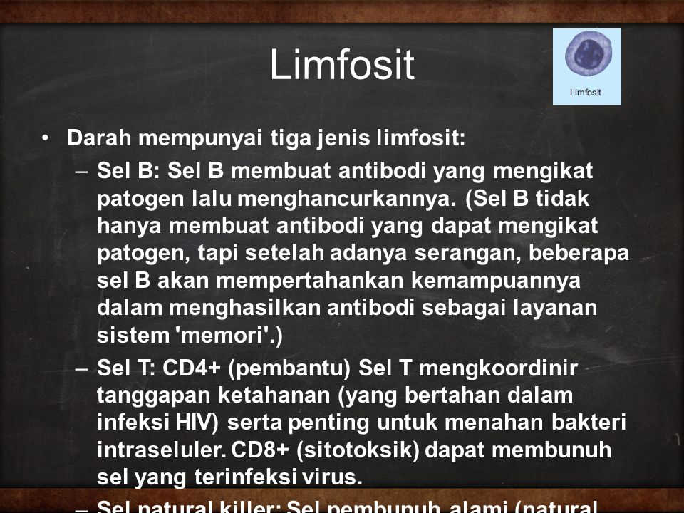 Limfosit Darah mempunyai tiga jenis limfosit: