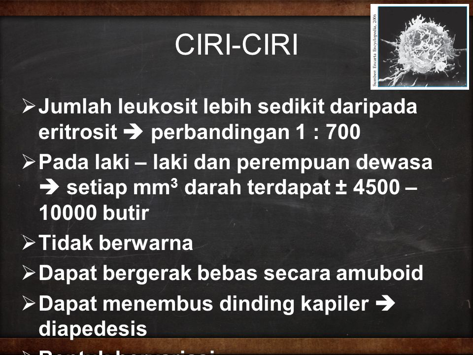 CIRI-CIRI Jumlah leukosit lebih sedikit daripada eritrosit  perbandingan 1 : 700.