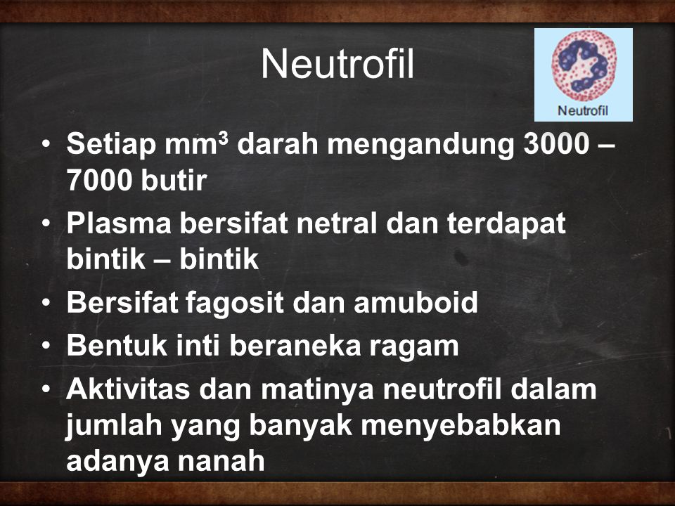 Neutrofil Setiap mm3 darah mengandung 3000 – 7000 butir