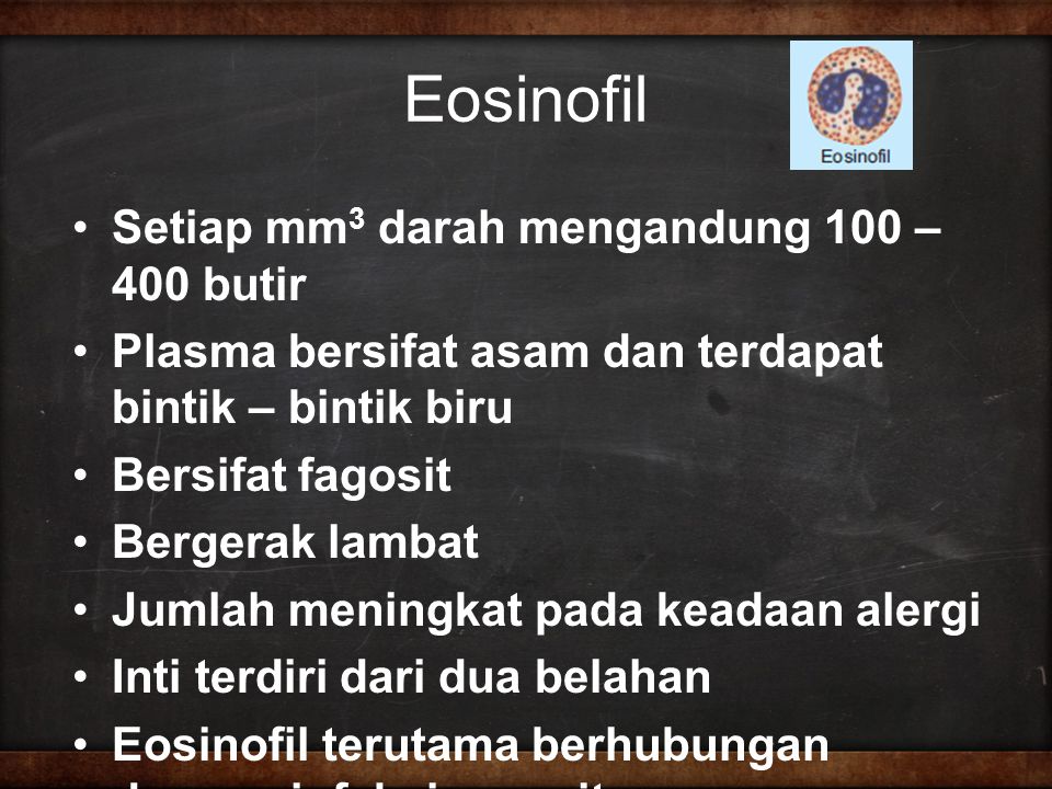 Eosinofil Setiap mm3 darah mengandung 100 – 400 butir