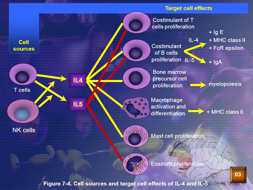Cell effect. Target Cells.