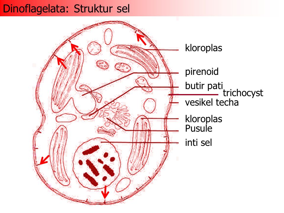 Deskripsi struktur kloroplas