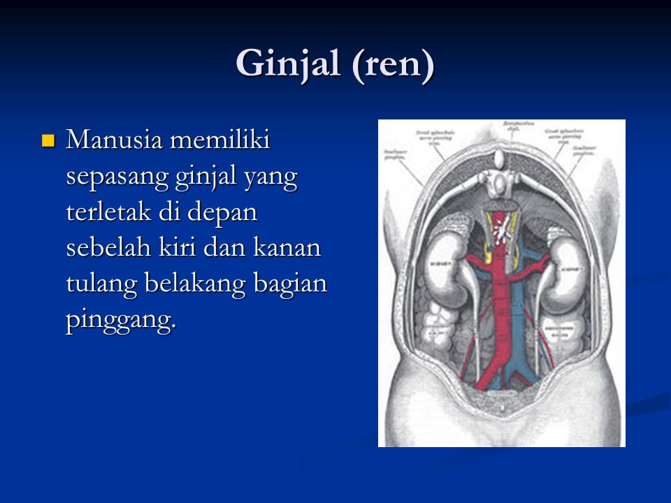 Ginjal (ren) Manusia memiliki sepasang ginjal yang terletak di depan sebelah kiri dan kanan tulang belakang bagian pinggang.