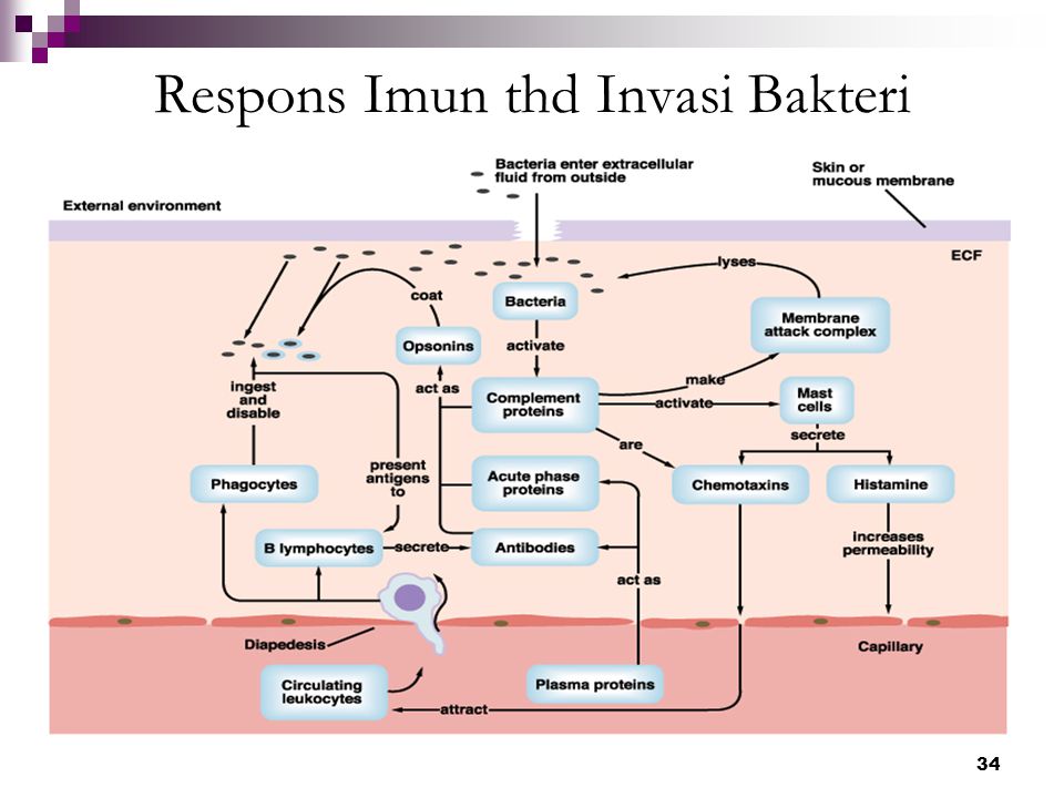 Respons Imun thd Invasi Bakteri