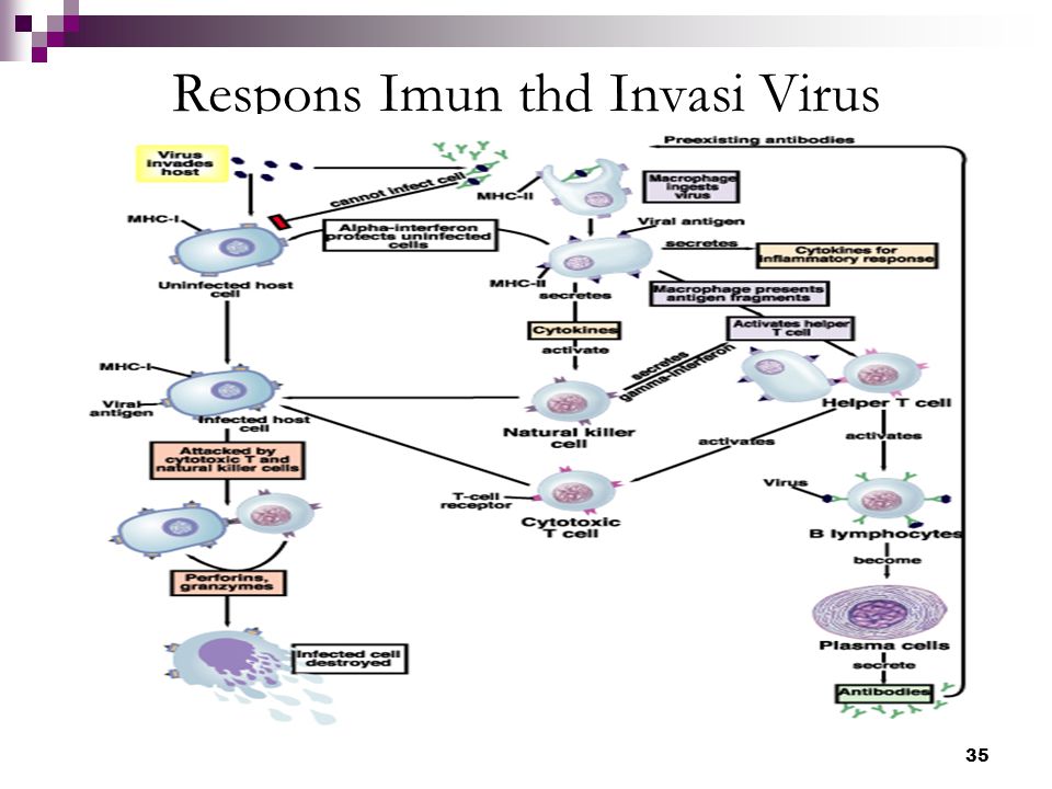 Respons Imun thd Invasi Virus