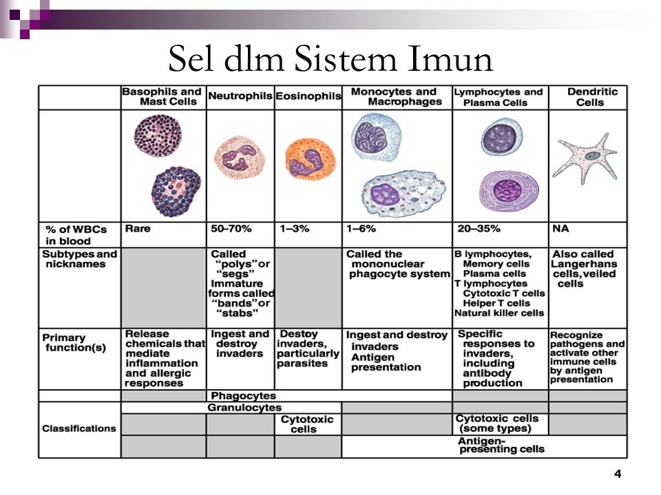 Sel dlm Sistem Imun