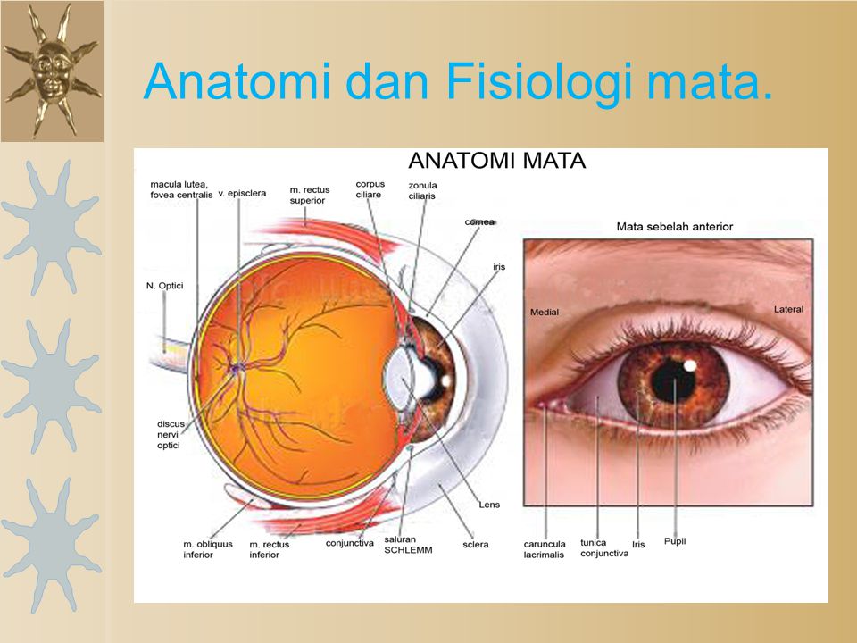 Anatomi dan Fisiologi mata.