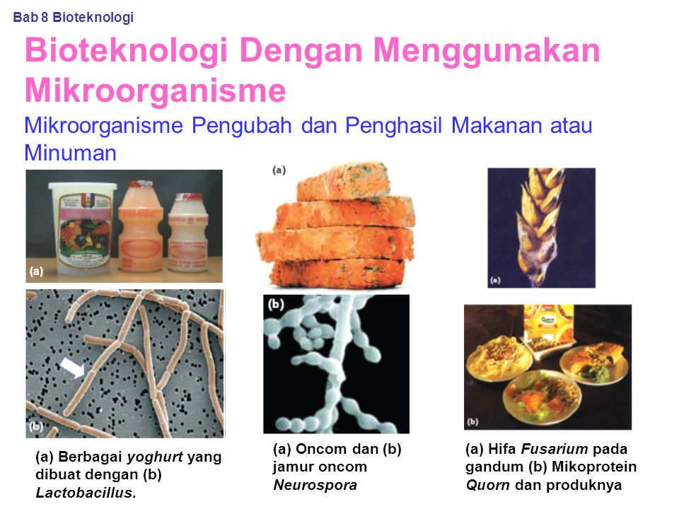 Bioteknologi Dengan Menggunakan Mikroorganisme